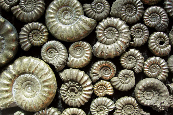 Iron pyrites fools gold ammonite fossils from Charmouth